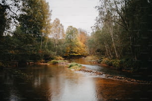 Un río que atraviesa un bosque lleno de muchos árboles