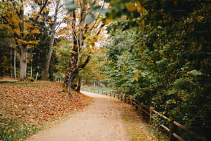 a path in a park with lots of leaves on the ground