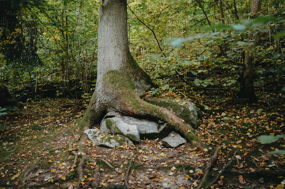 Un árbol con una raíz muy grande en medio de un bosque