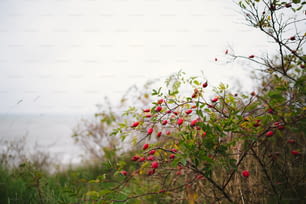 ein Busch mit roten Beeren, die darauf wachsen