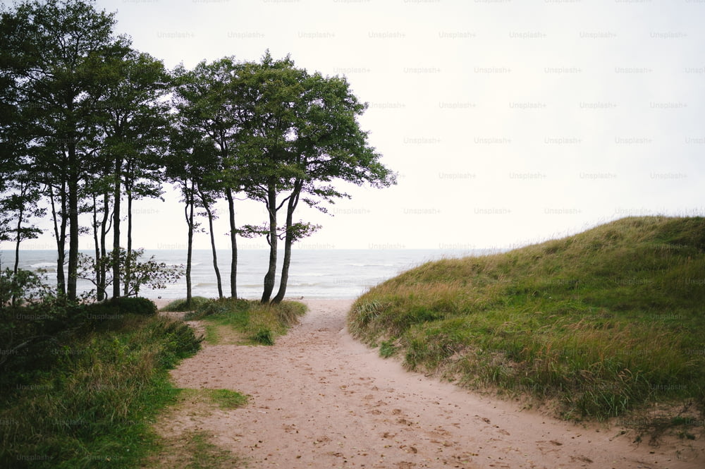 a dirt path leading to the ocean with trees on either side