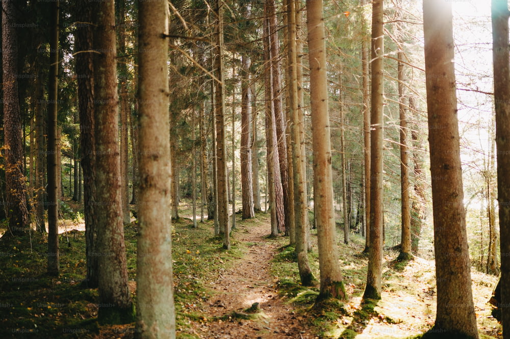 木々の多い森の真ん中にある小道