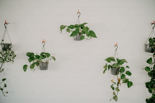 Un gruppo di piante appese su una parete