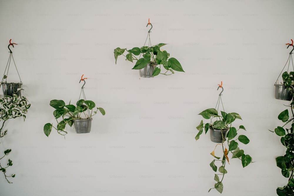 a group of hanging plants on a wall