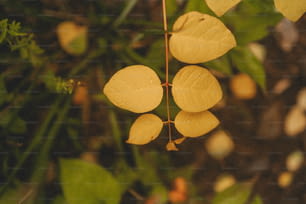 ein Bündel gelber Blätter, die an einem Baum hängen