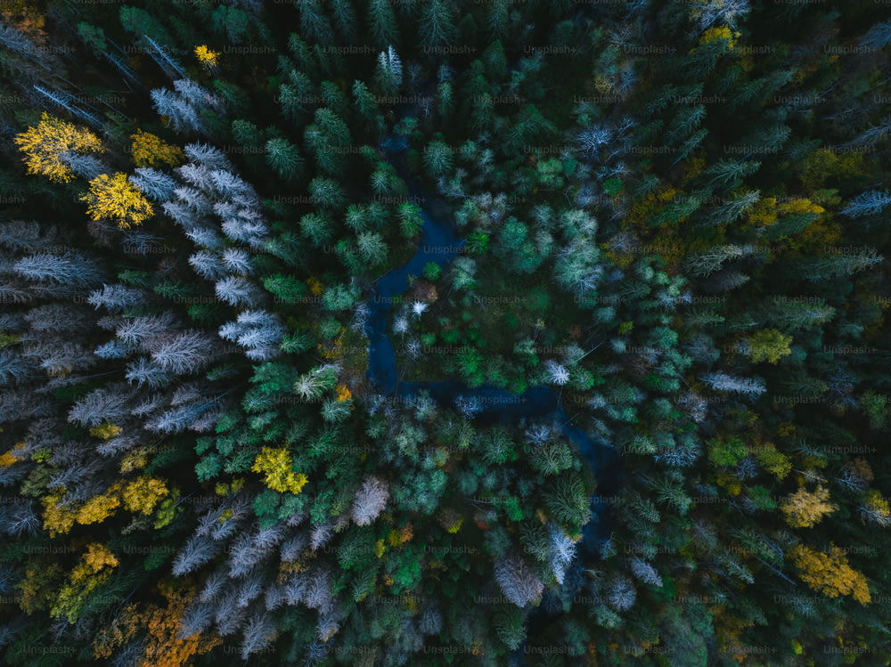 una veduta aerea di una foresta attraversata da un fiume