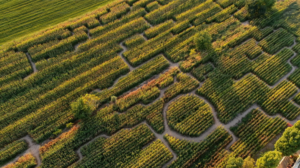 Una vista aérea de un viñedo en el campo