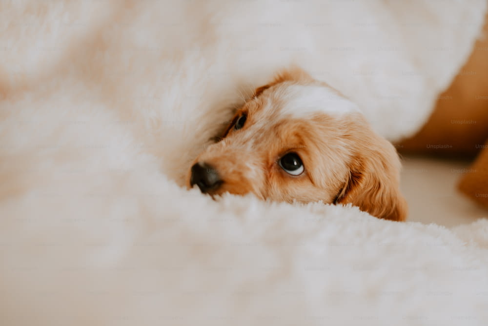 하얀 담요 위에 누워 있는 작은 개