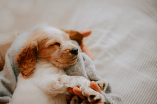 un cane sdraiato sopra una coperta sopra un letto