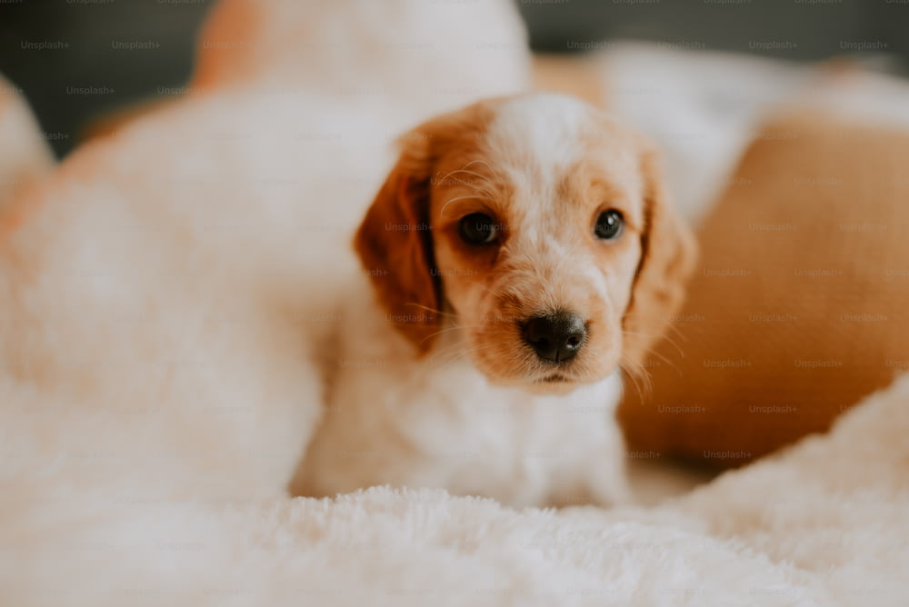 Un piccolo cane marrone e bianco che giace sopra un letto