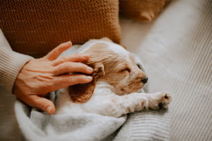 una persona che tiene un piccolo cane sopra una coperta