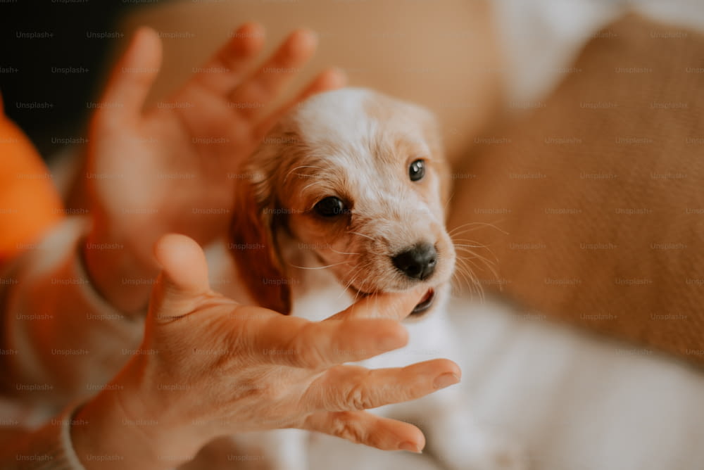a small white and brown dog being held by a person