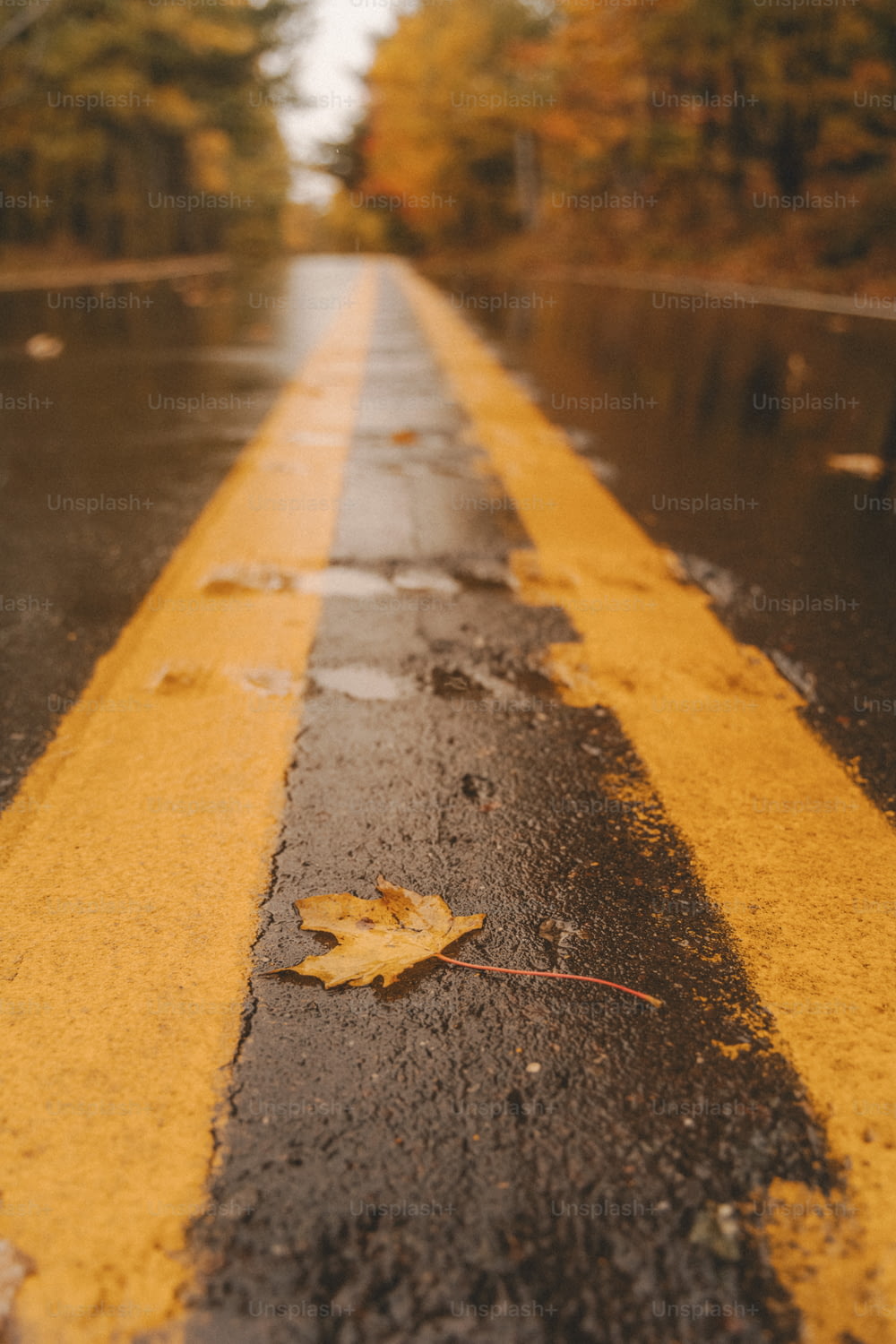 a wet street with a yellow line painted on it