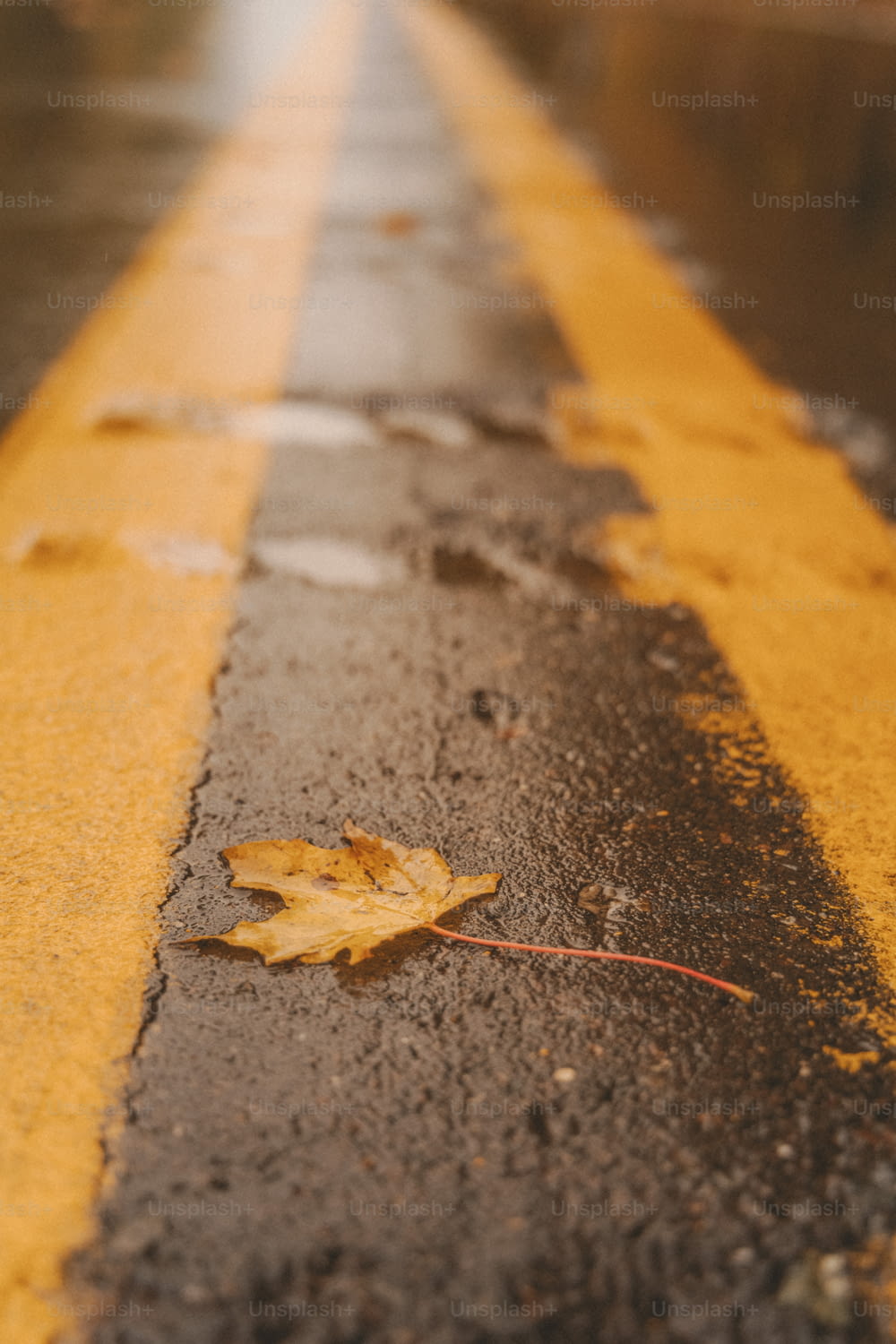 a leaf is laying on the side of the road