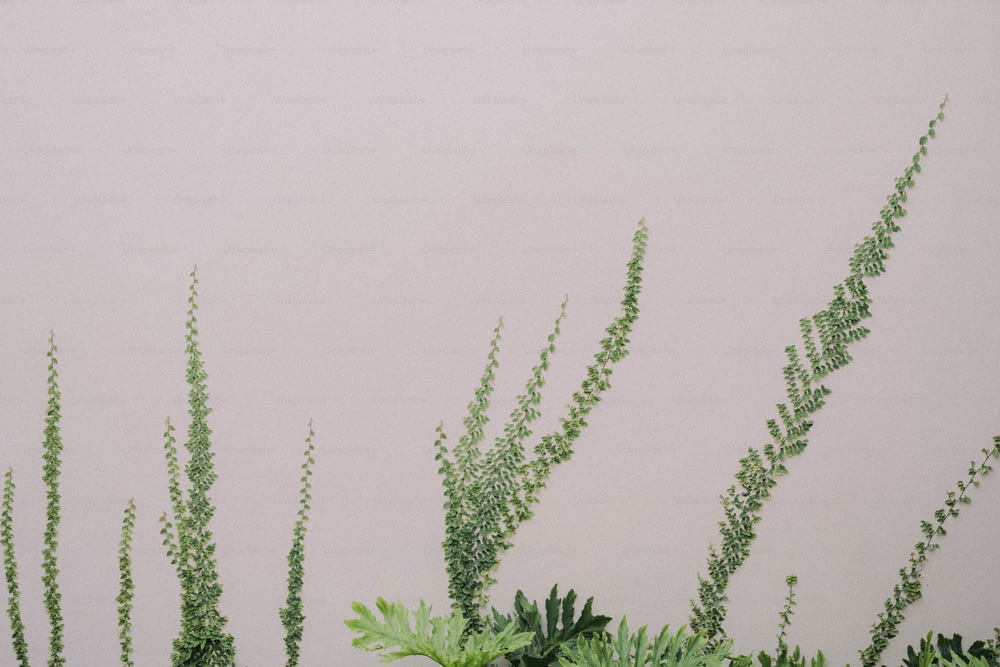 um vaso cheio de plantas verdes ao lado de uma parede