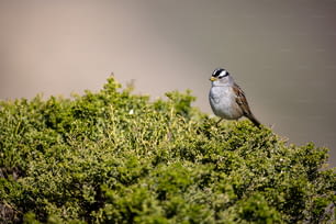 um pequeno pássaro empoleirado em cima de um arbusto verde
