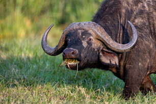 a bull with large horns eating grass in a field