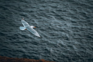Una gaviota volando sobre un cuerpo de agua