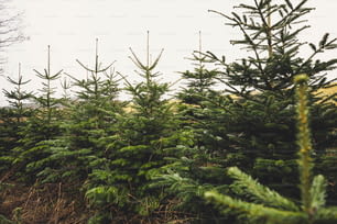 a row of pine trees in a field