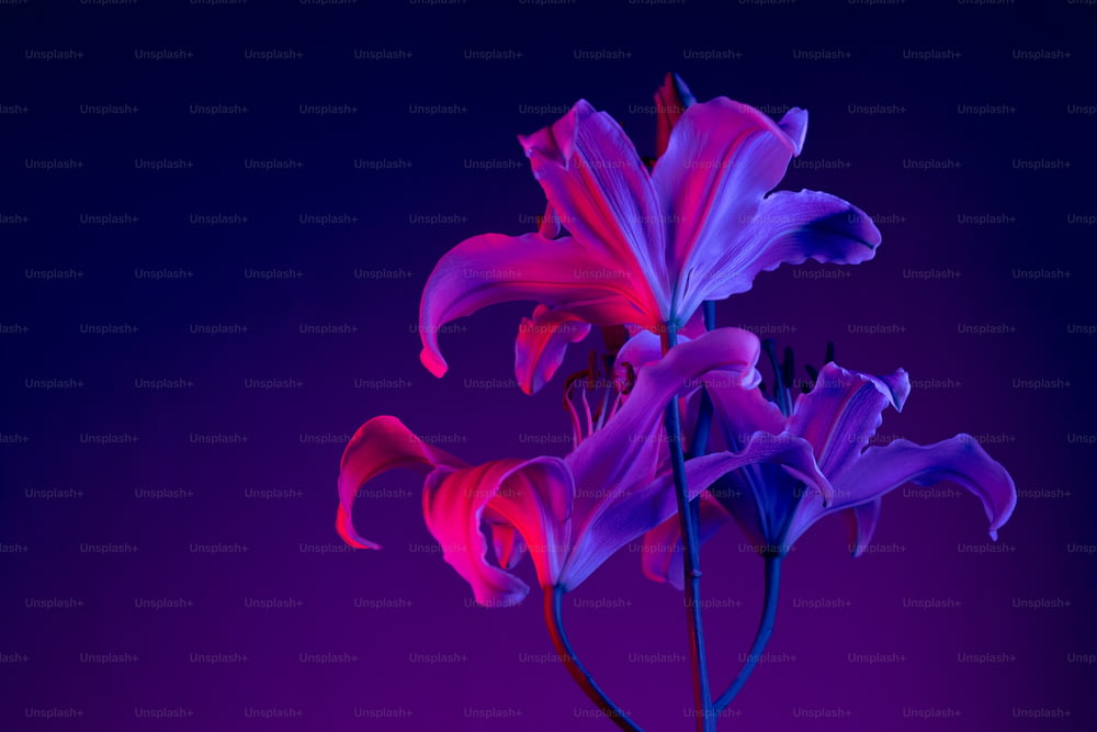 Un fiore viola e rosso su uno sfondo viola