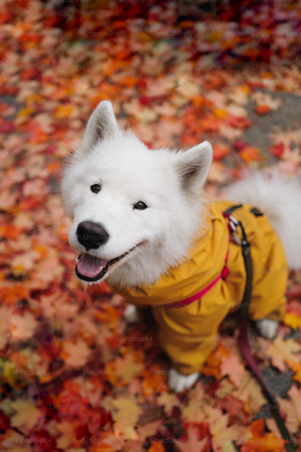 Un piccolo cane bianco che indossa una giacca gialla