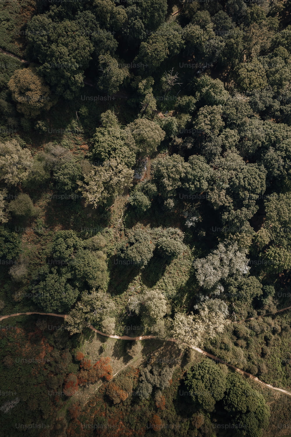 eine Luftaufnahme einer Straße mitten in einem Wald