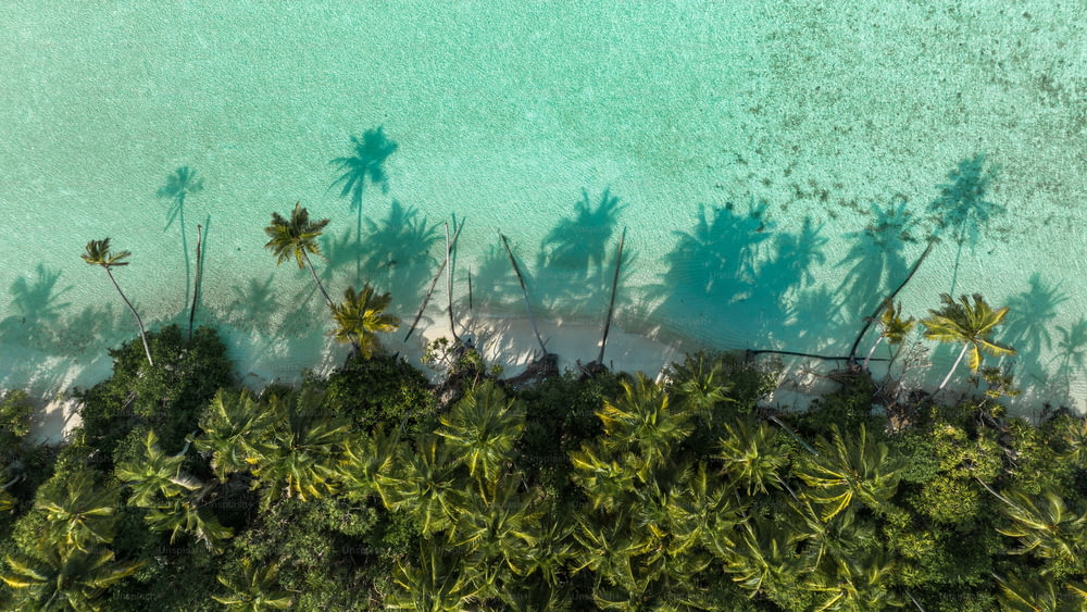 Une vue aérienne d’une plage avec des palmiers