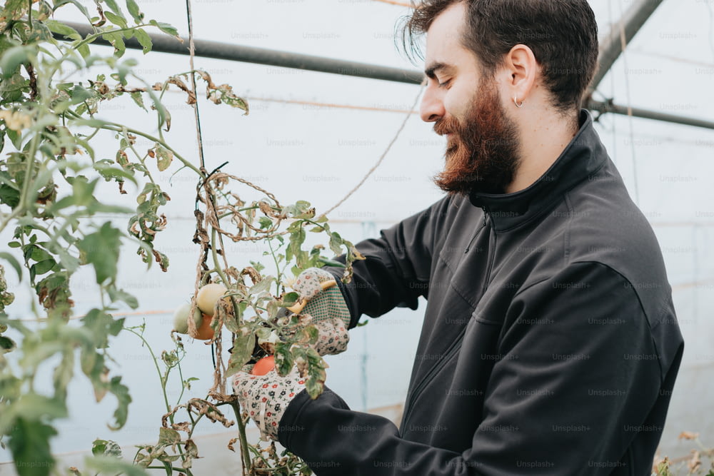 a man is trimming a plant in a greenhouse
