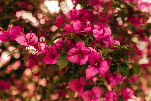 Un primo piano di un albero con i fiori rosa