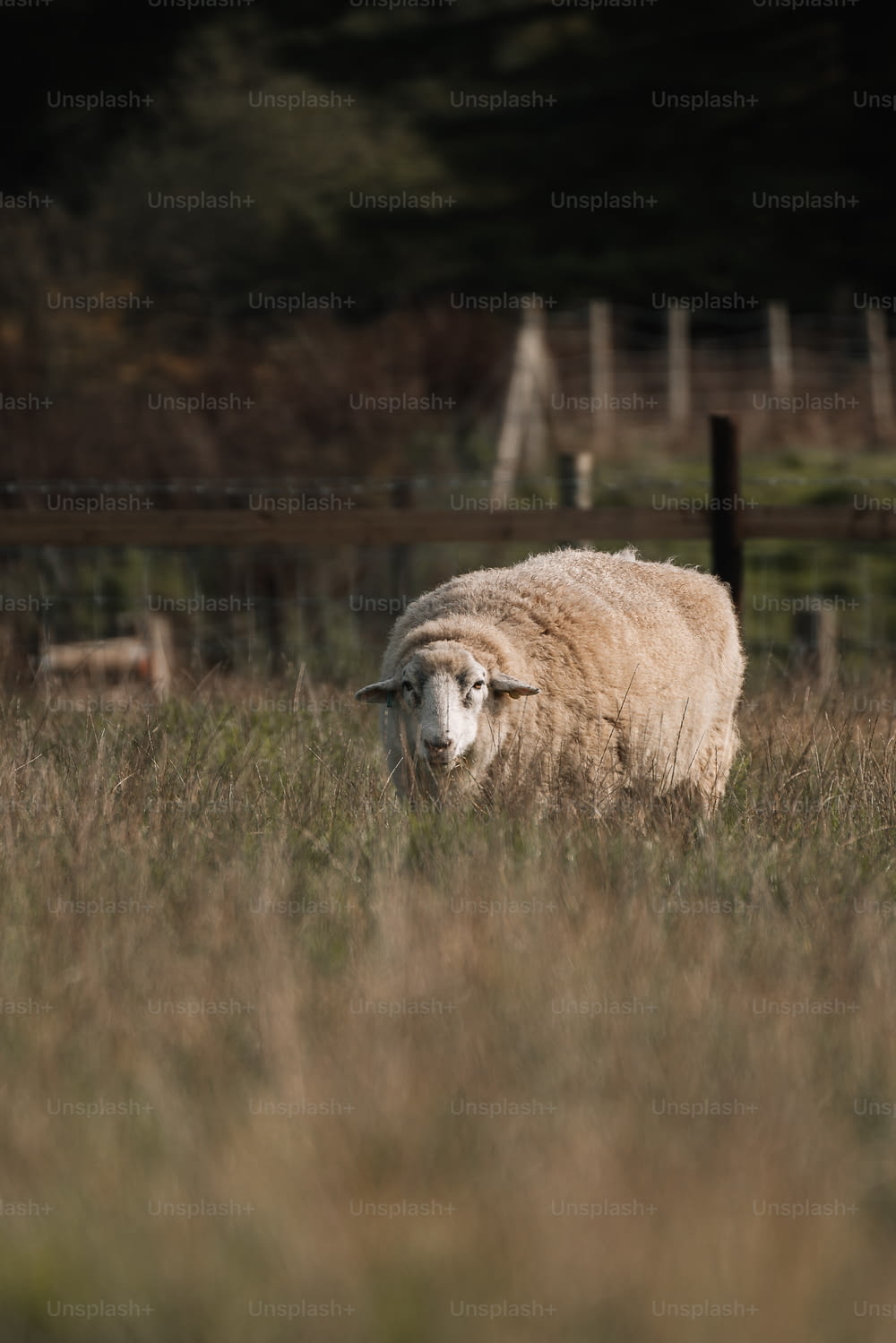 una pecora in piedi in un campo di erba alta