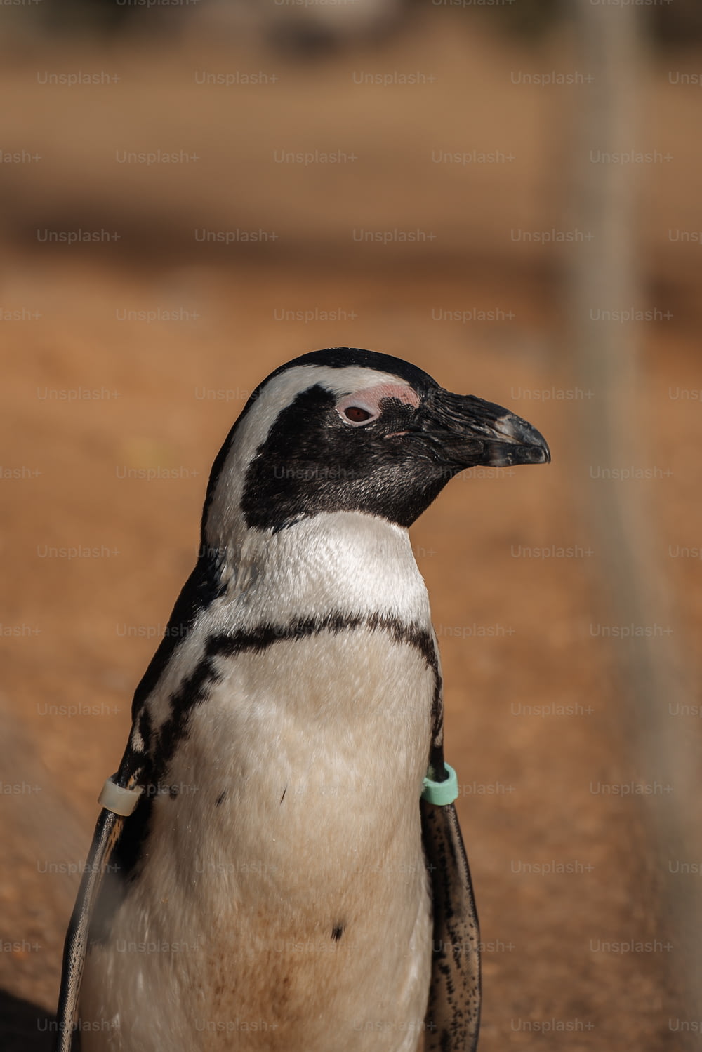 a close up of a penguin on a dirt ground