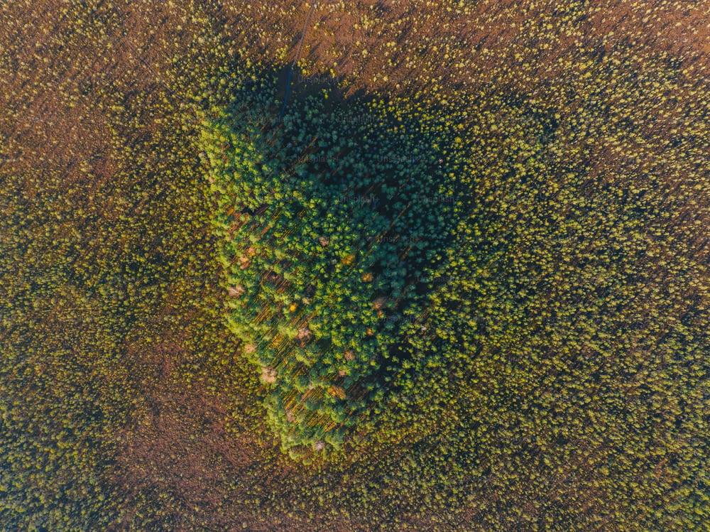 Una vista aérea de un árbol en medio de un campo