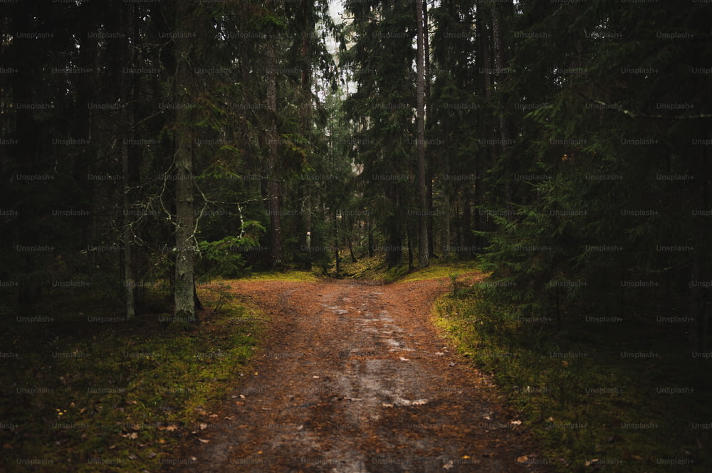 Un camino de tierra en medio de un bosque