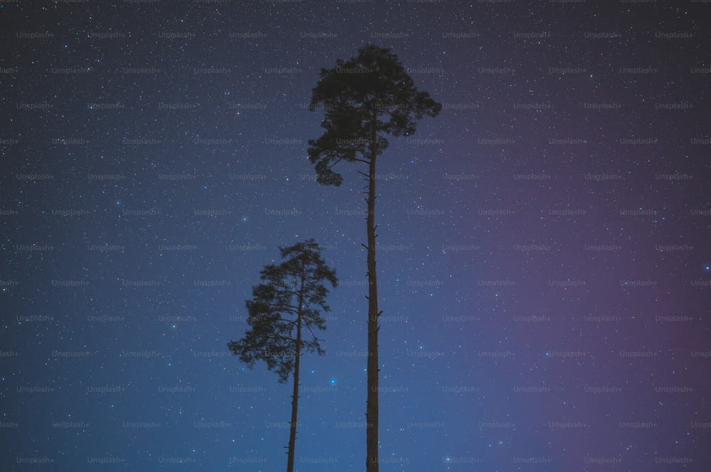 Un couple de grands arbres assis sous un ciel nocturne