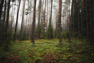 Una foresta piena di molti alberi ad alto fusto