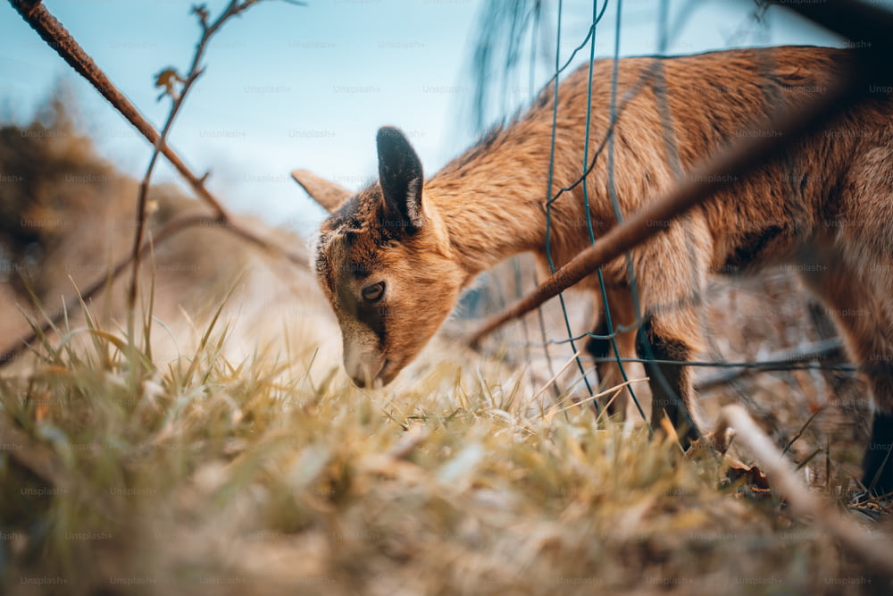 une petite chèvre debout à côté d’une clôture grillagée