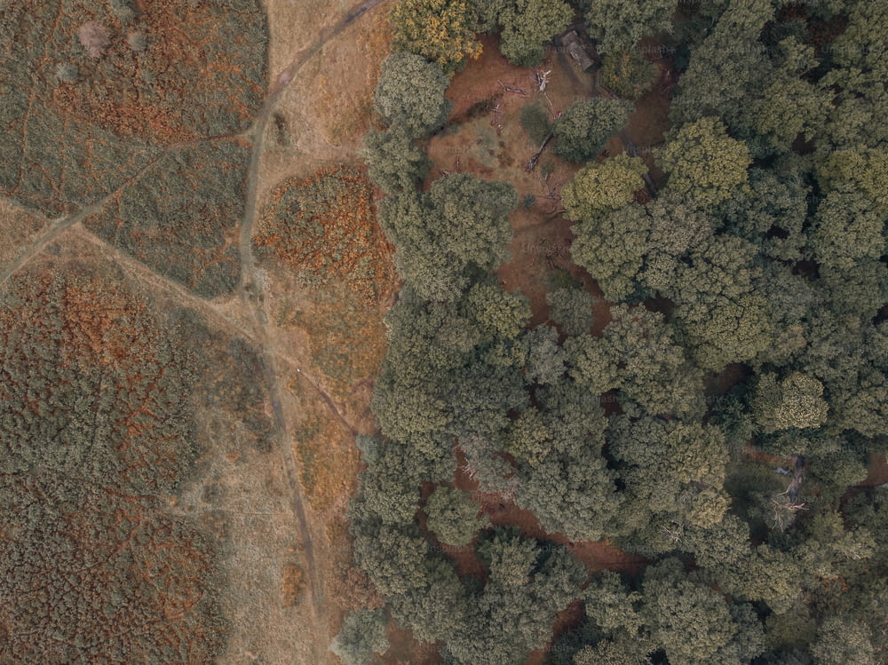eine Luftaufnahme eines Feldes mit Bäumen