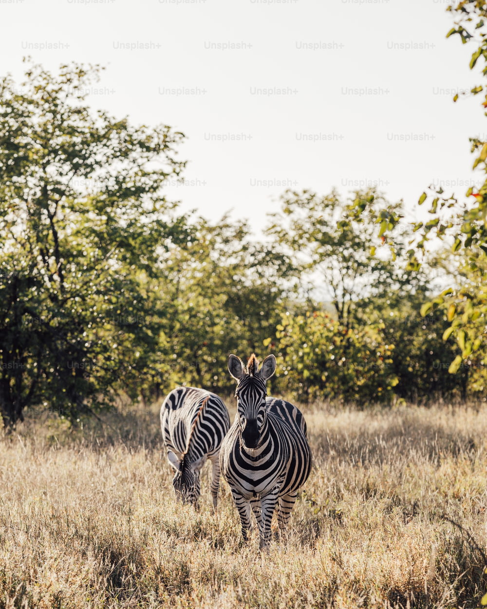 Due zebre in piedi in un campo con alberi sullo sfondo
