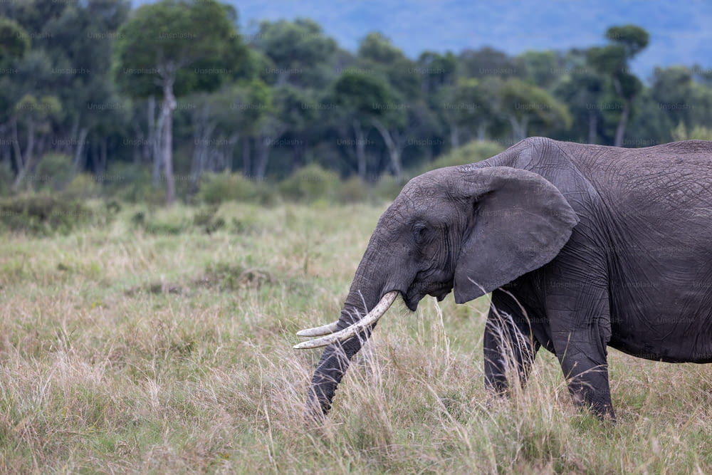 Un elefante è in piedi in un campo con alberi sullo sfondo