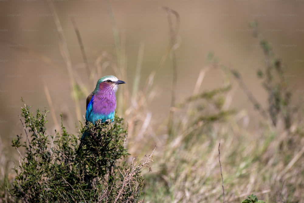 a colorful bird sitting on top of a bush