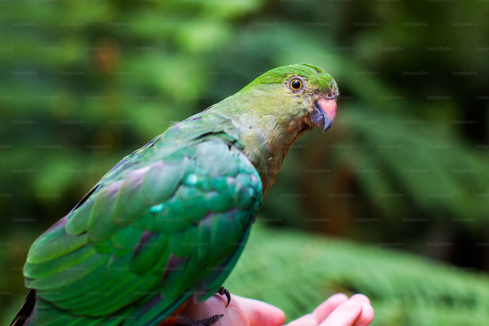 ein grüner Papagei, der auf der Hand einer Person sitzt