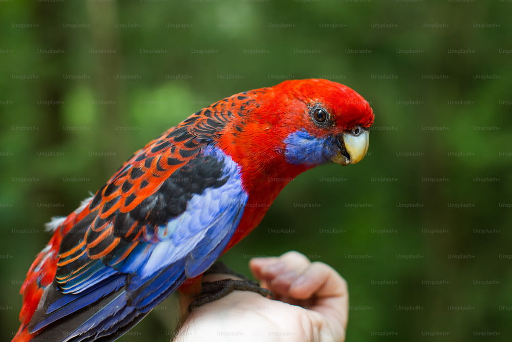 a colorful bird perched on top of a persons hand