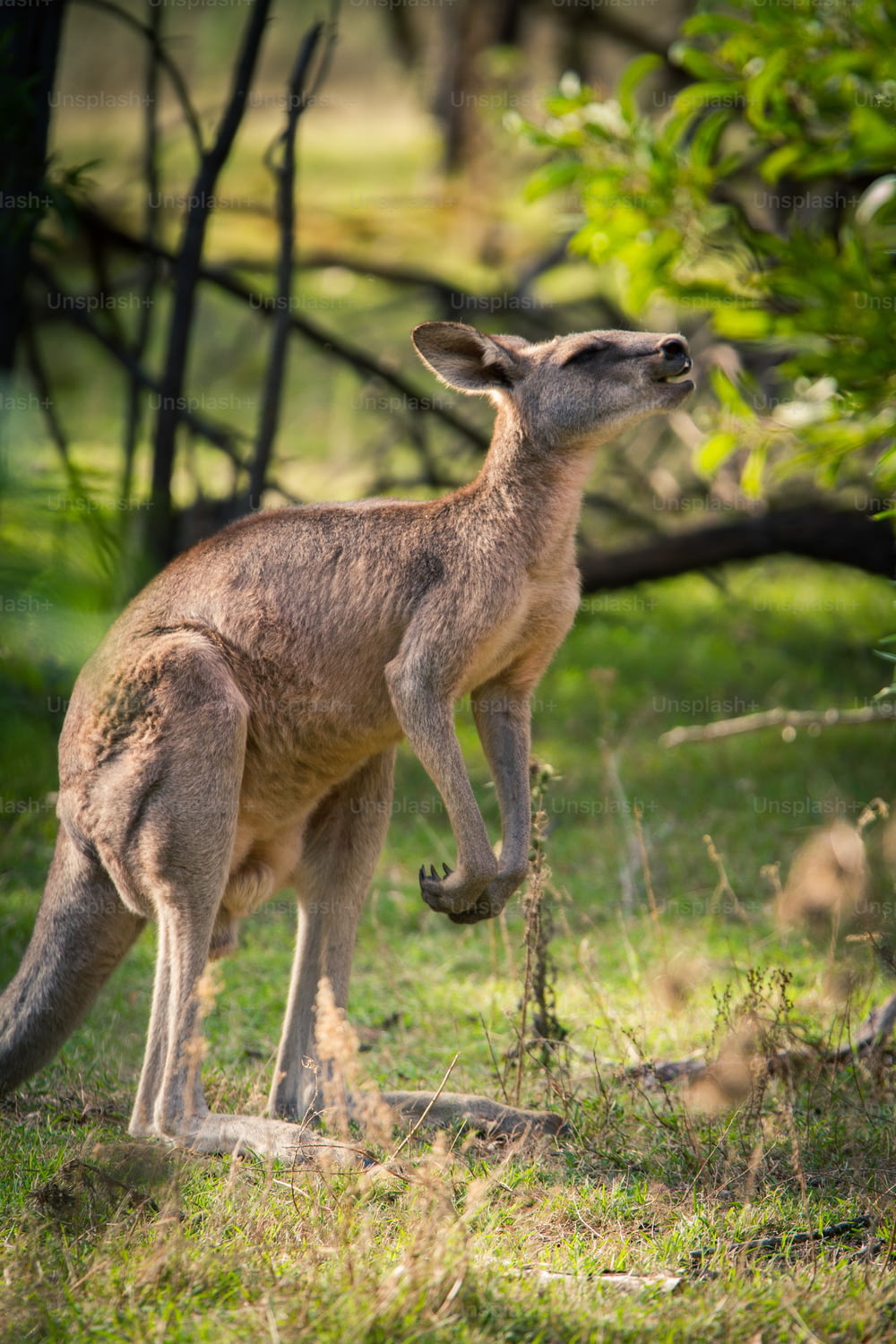 Ein Känguru, das auf einem üppig grünen Feld steht