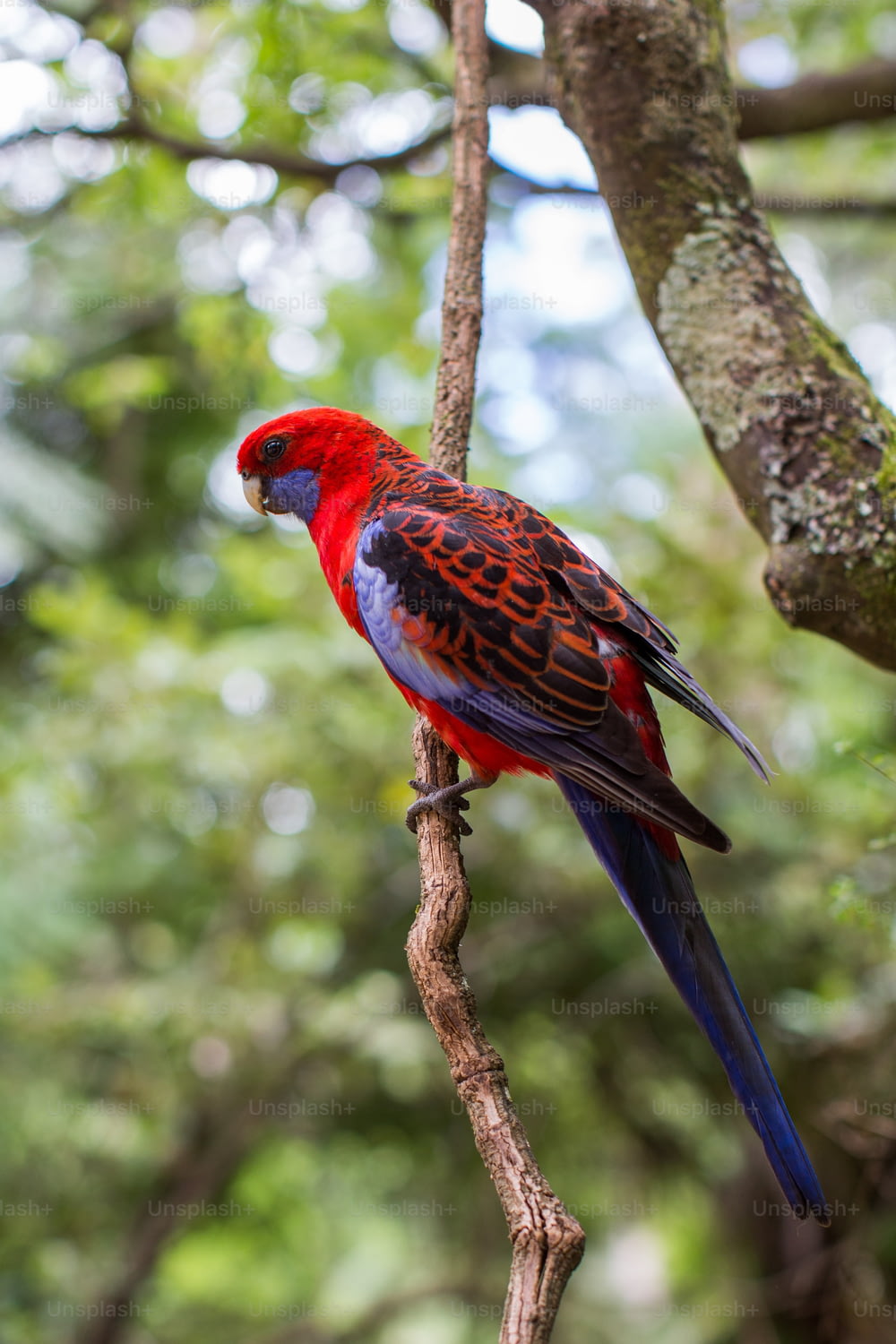 um pássaro vermelho e azul empoleirado em um galho de árvore