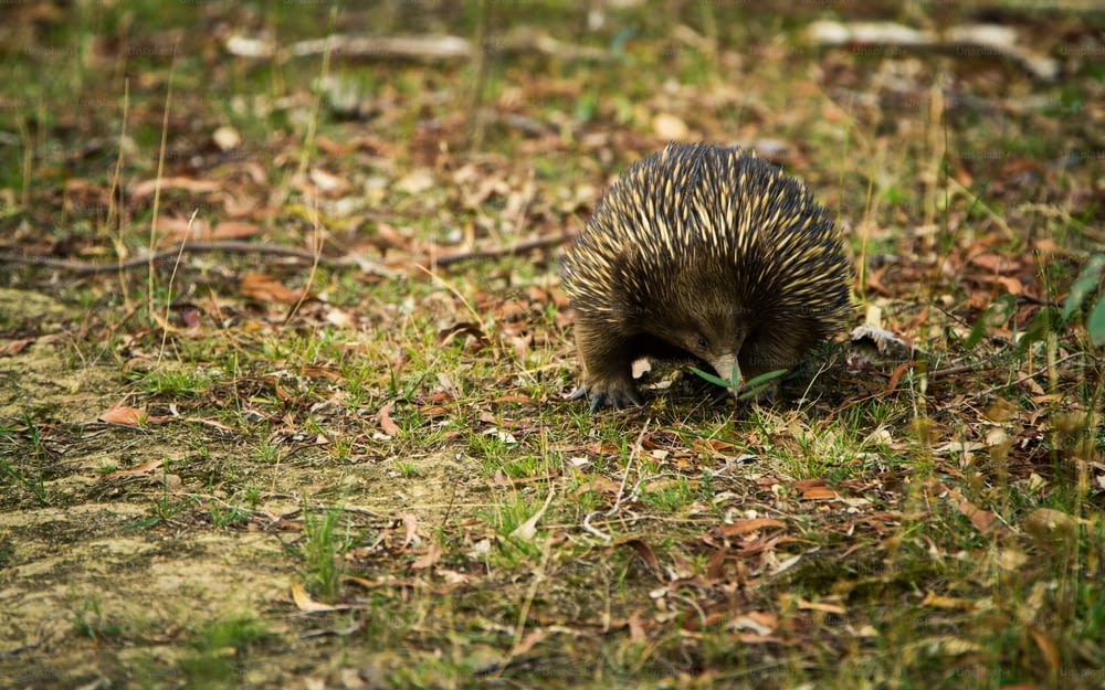 a small porcupine is walking through the grass