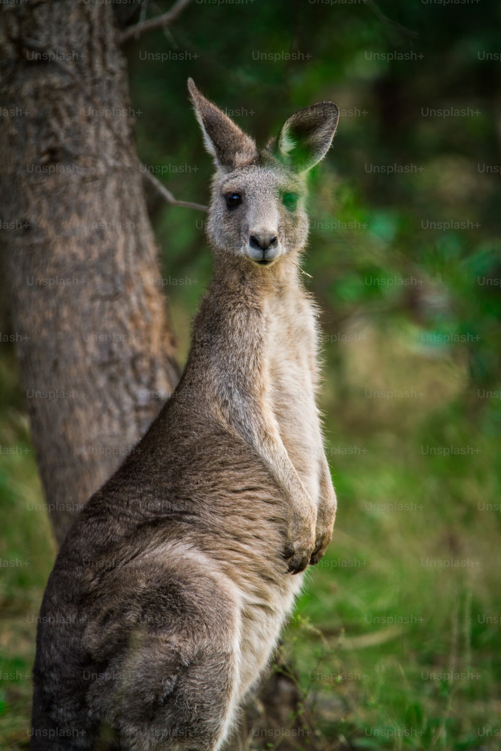 Ein Känguru, das neben einem Baum in einem Wald steht
