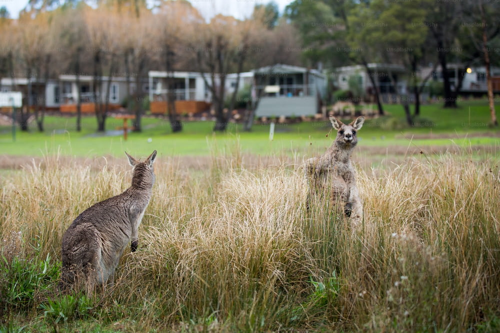 a kangaroo and a kangaroo standing in tall grass