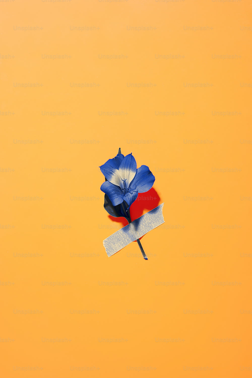 un fiore blu con un centro rosso su uno sfondo giallo