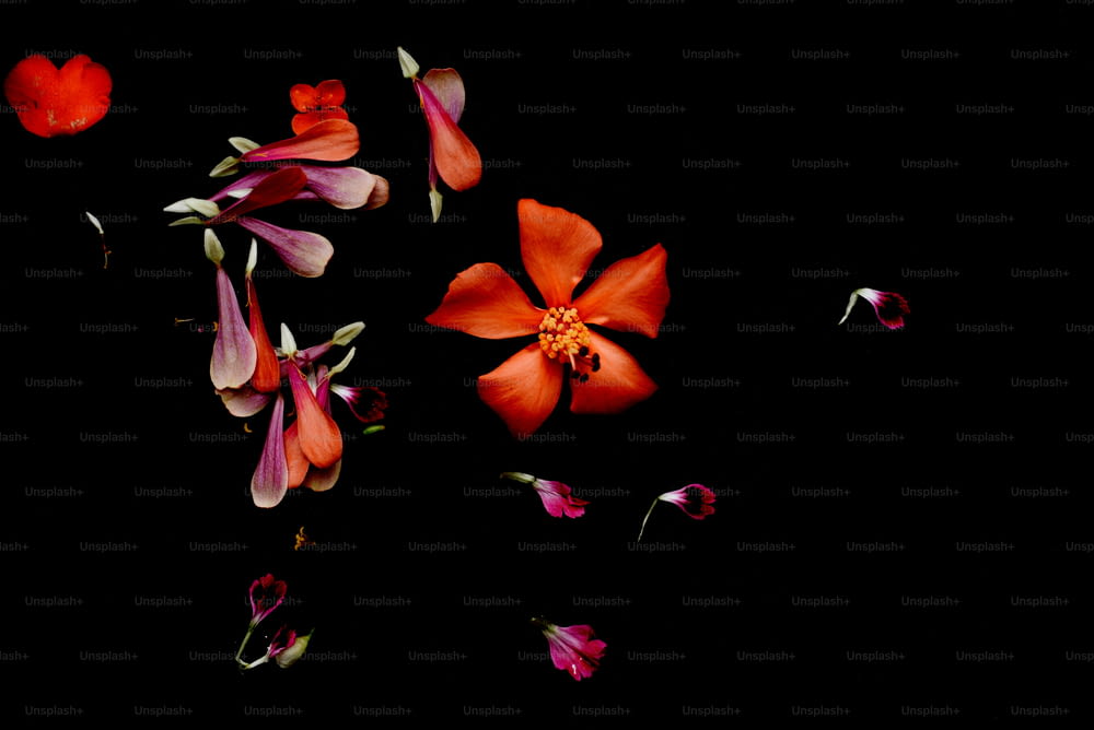 a group of red and pink flowers on a black background