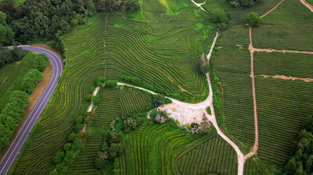 an aerial view of a road winding through a tea estate